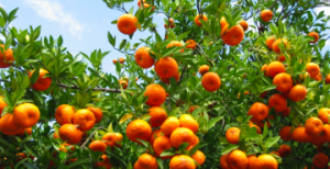 Jasmere: 56% off 3 months of citrus delivery from The Orange Shop