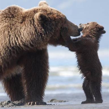 NEW  Disneynature’s Bears Clips {Opens in Theaters Friday, April 18th} #DisneynatureBears