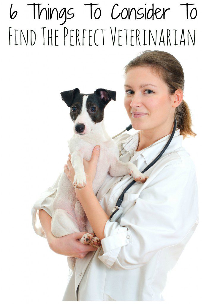 6 Things To Consider To Find The Perfect Veterinarian