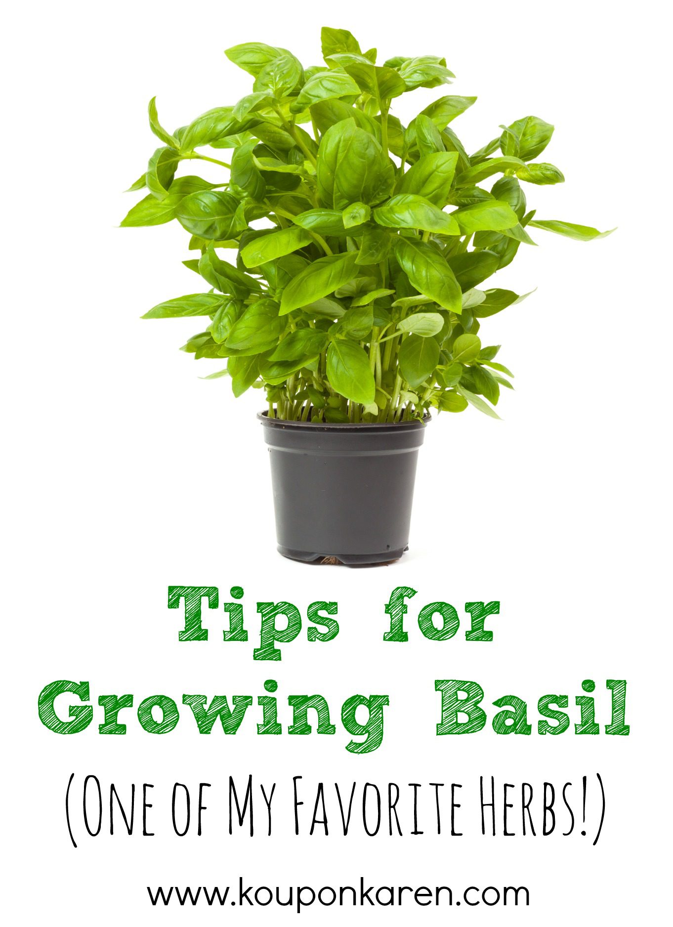 Tips for Growing Basil {One of my Favorite Herbs}
