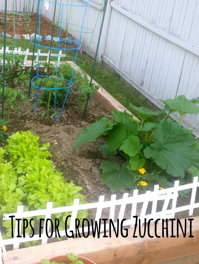 Tips for Growing Zucchini