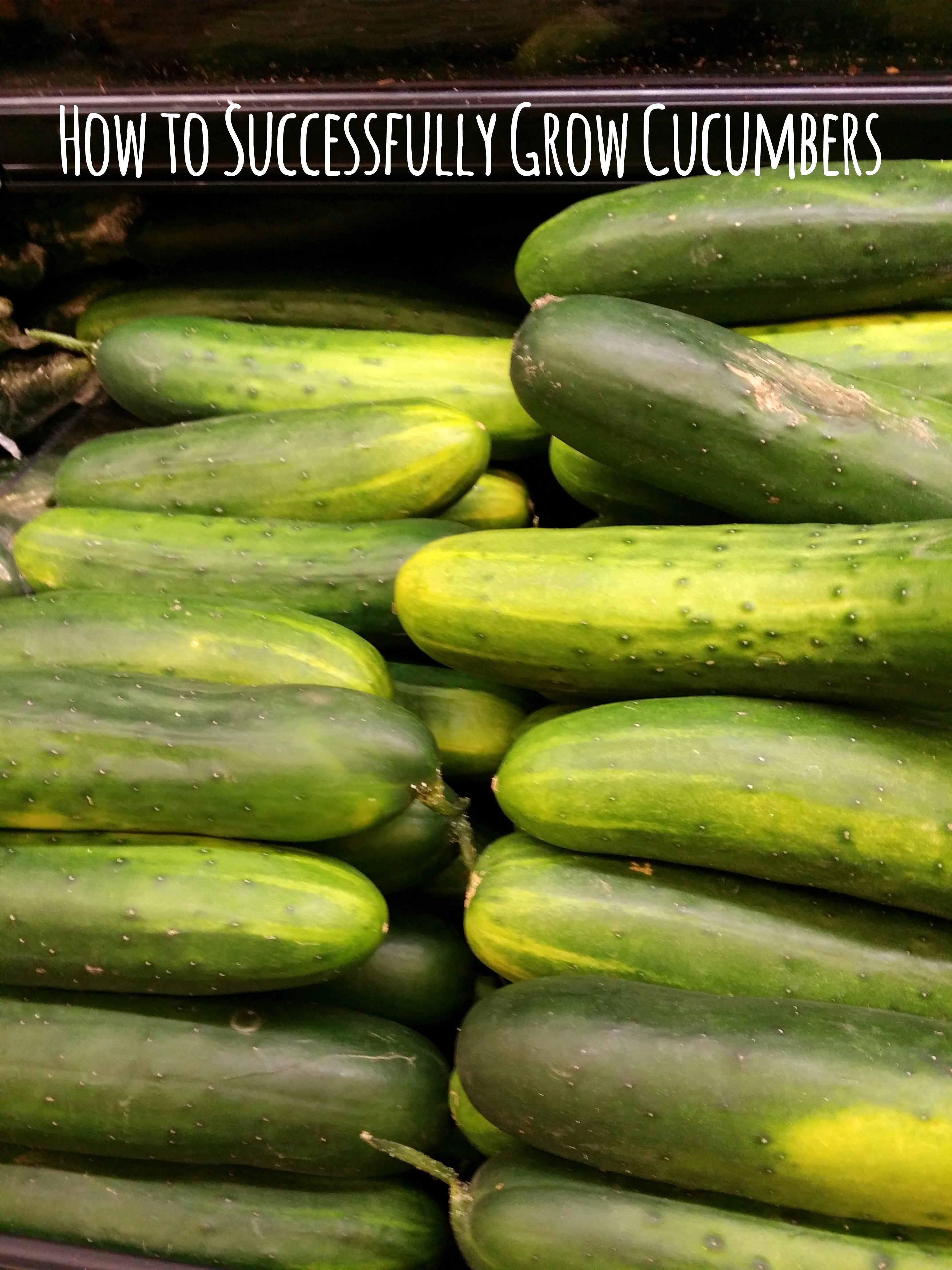 How to Successfully Grow Cucumbers