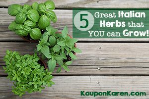 Five GREAT Italian Herbs That You Can Grow