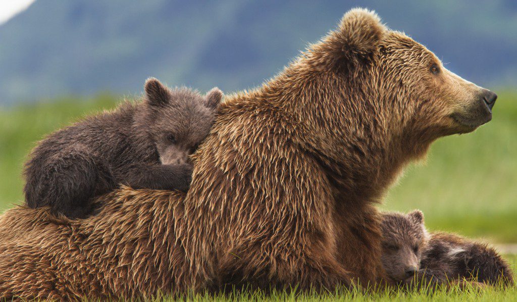 Disneynature bears