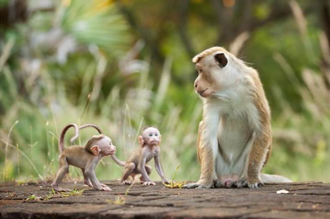 MONKEY KINGDOM Clips, Featurette and Donation Information #MonkeyKingdom