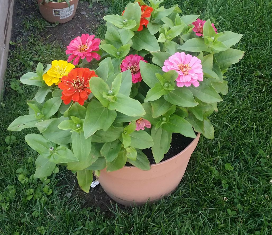 Composting is Gardening Gold Learn How at Koupon Karen