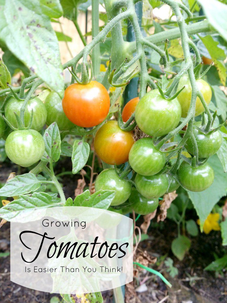 Growing-Tomatoes