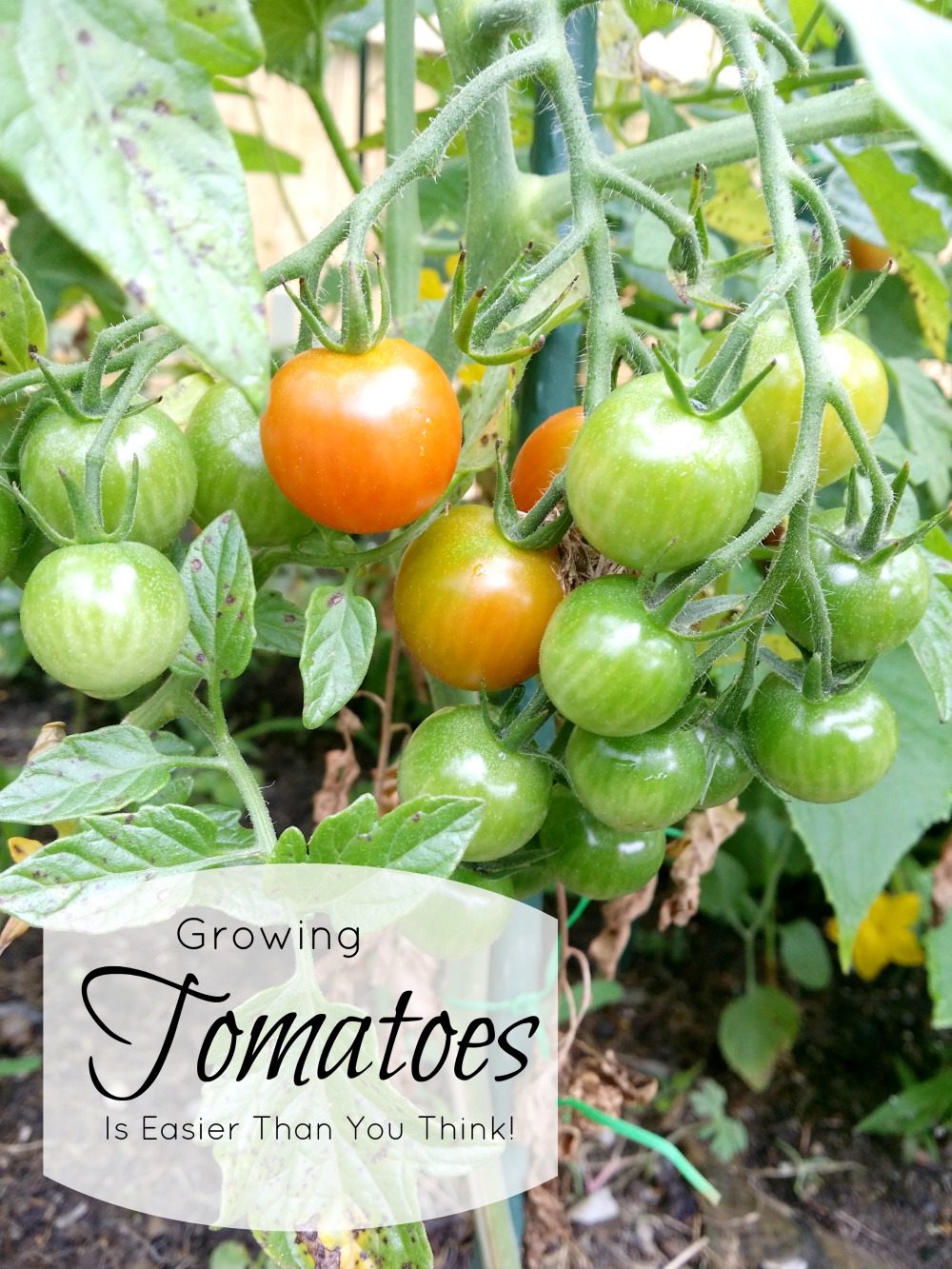 Growing Tomatoes is Easier Than You Think
