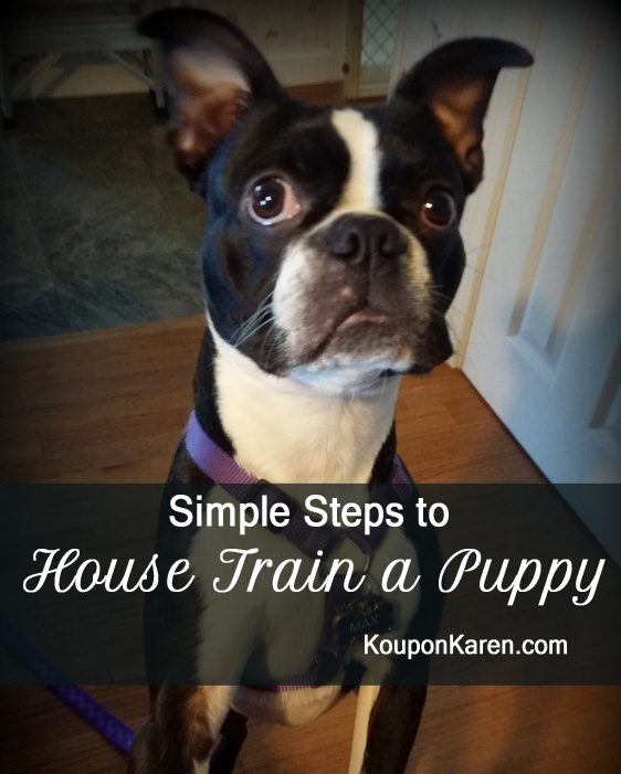 4 Simple Steps to House Train a Puppy