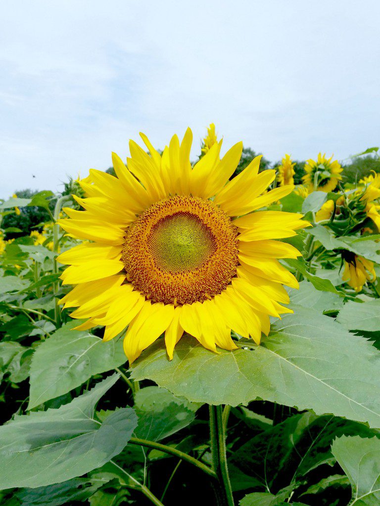 Sunflowers 1