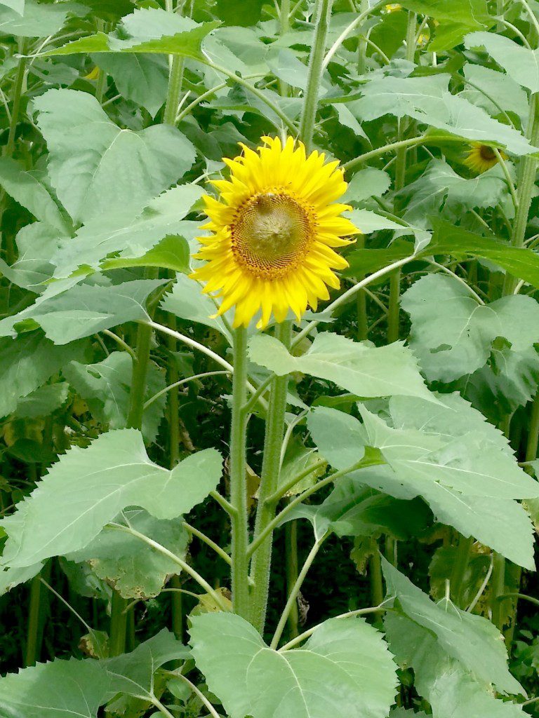 Sunflowers 5