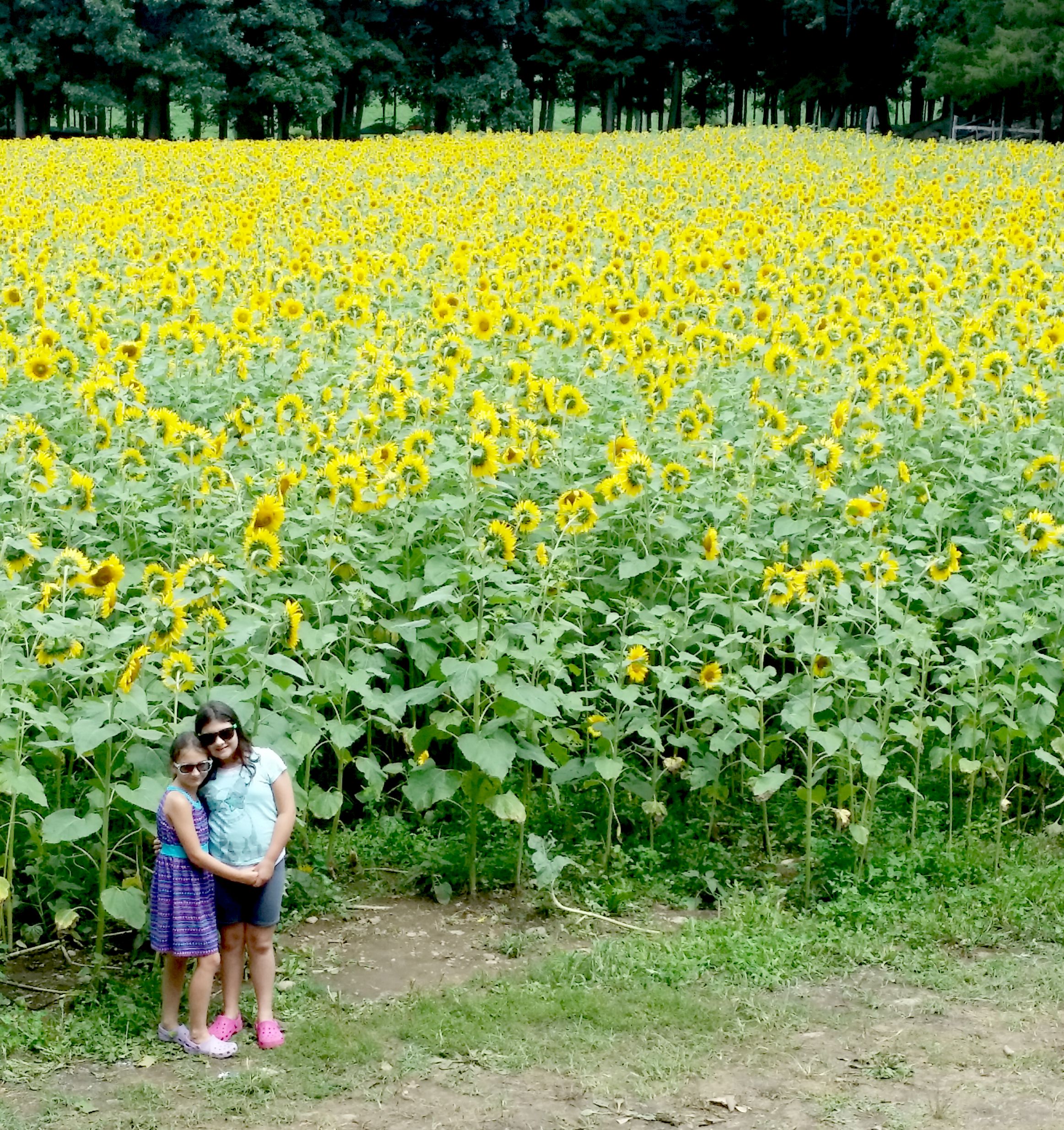 Buttonwood Farm Sunflowers for Wishes