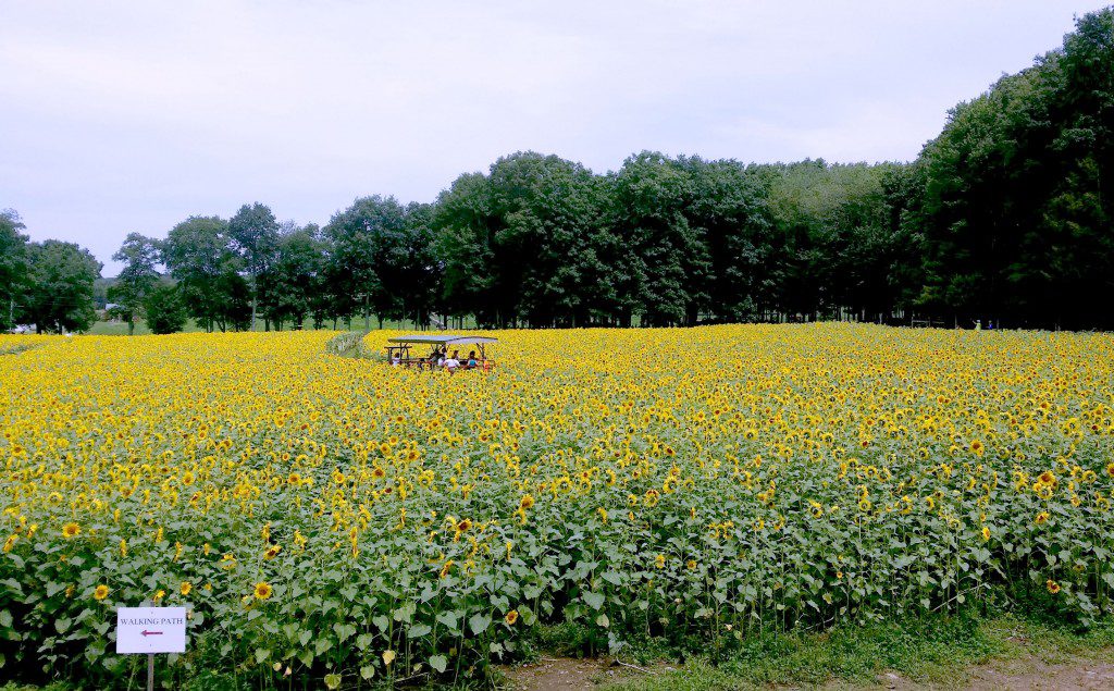 Sunflowers 8