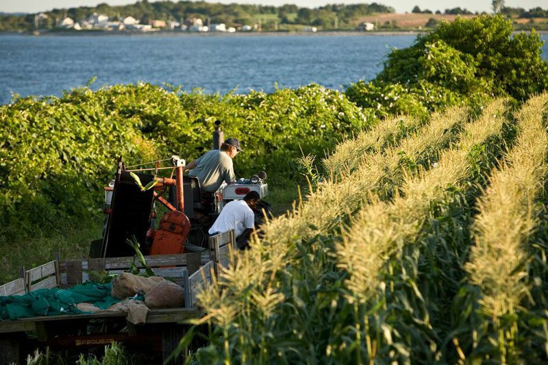 Stop & Shop’s Buy Local Program :  Locally Sourced Produce