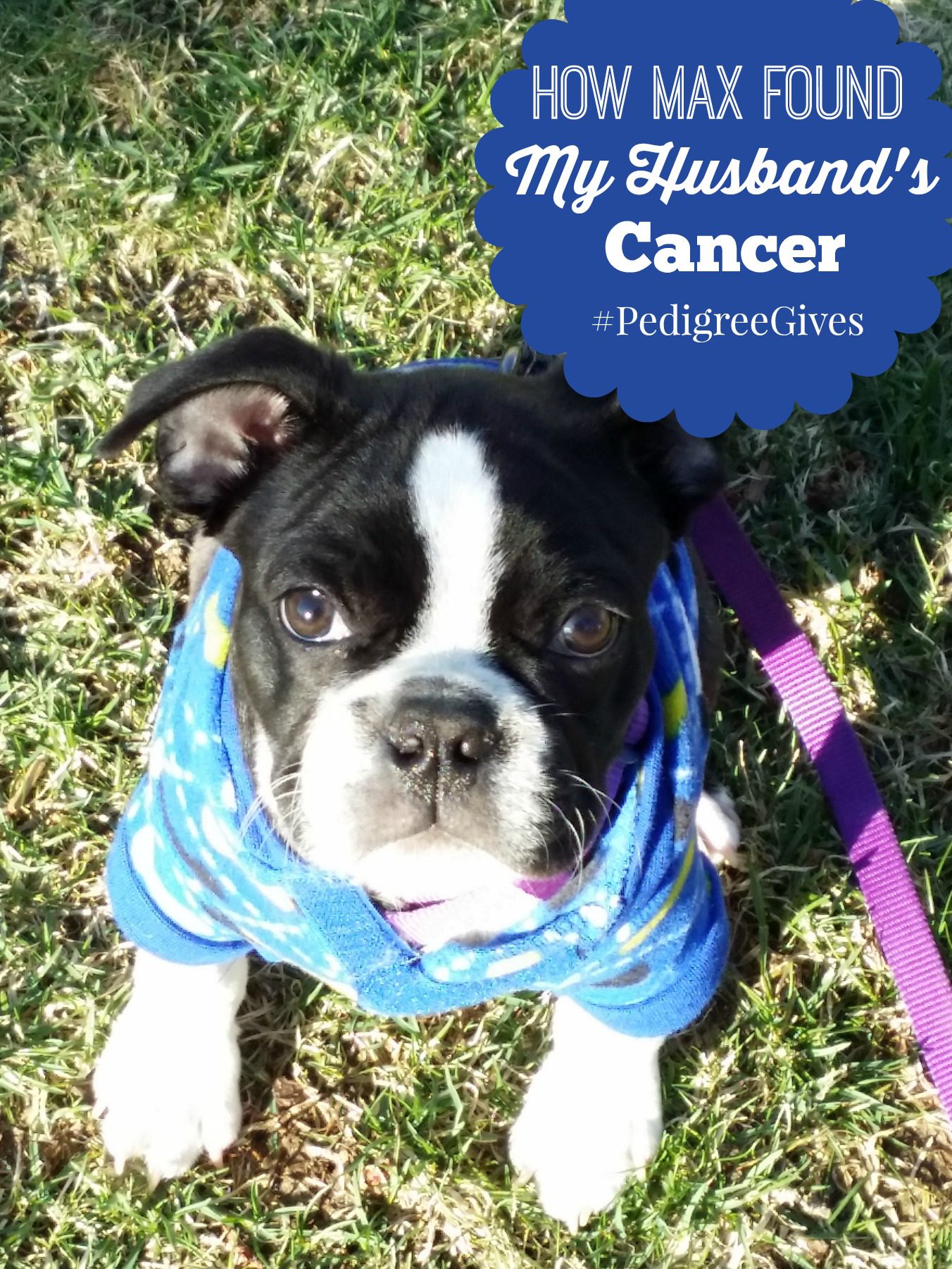 How Our Dog Max Found My Husband’s Cancer #PedigreeGives
