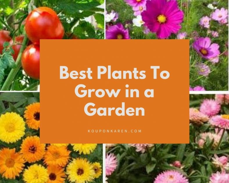 Best Plants To Grow in a Garden Koupon Karen Gardening