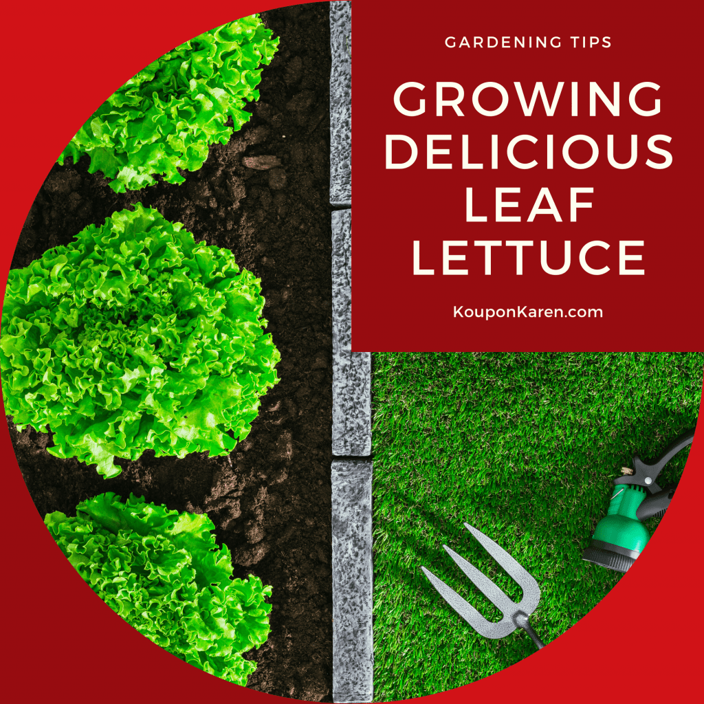 Growing Delicious Leaf Lettuce