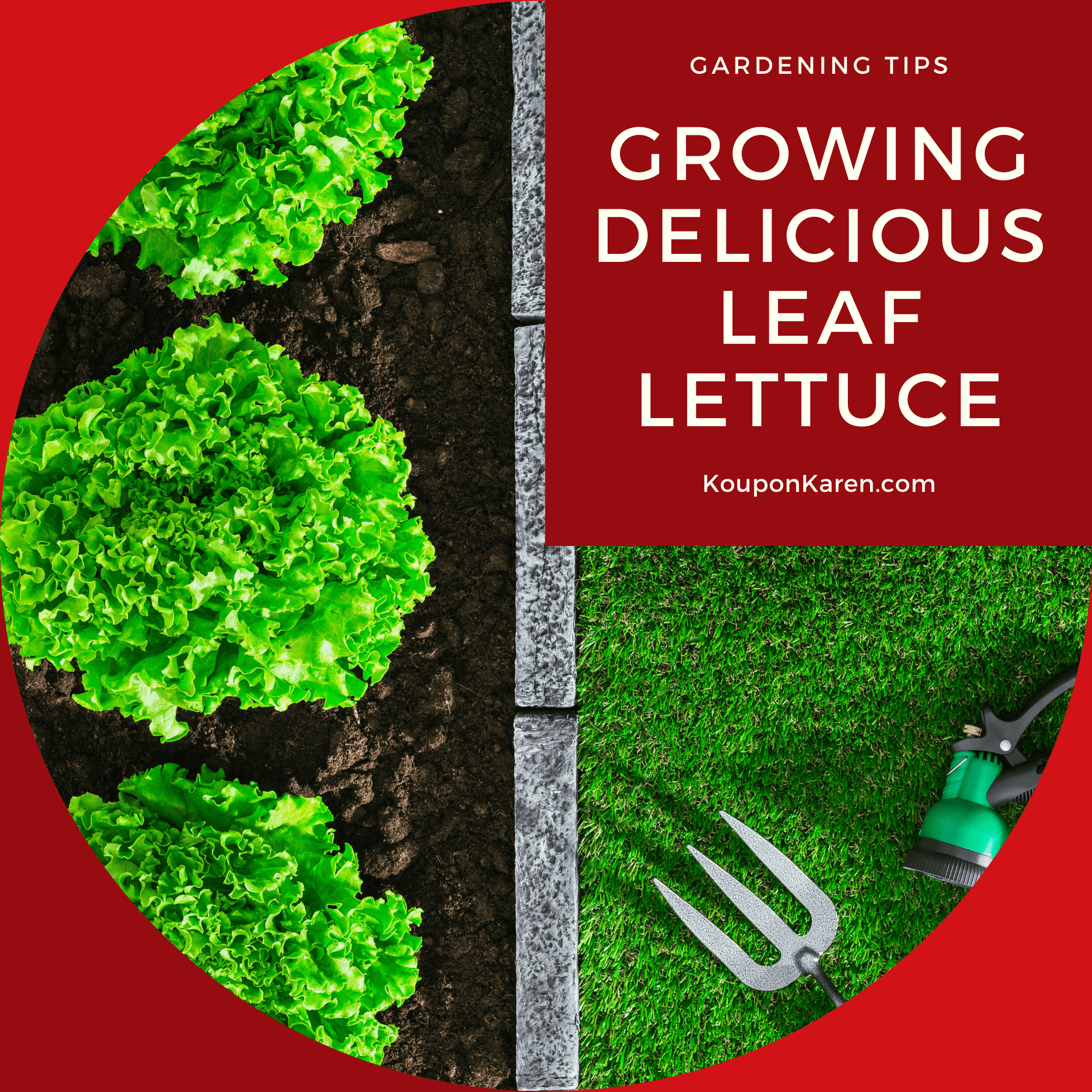 Growing Delicious Leaf Lettuce