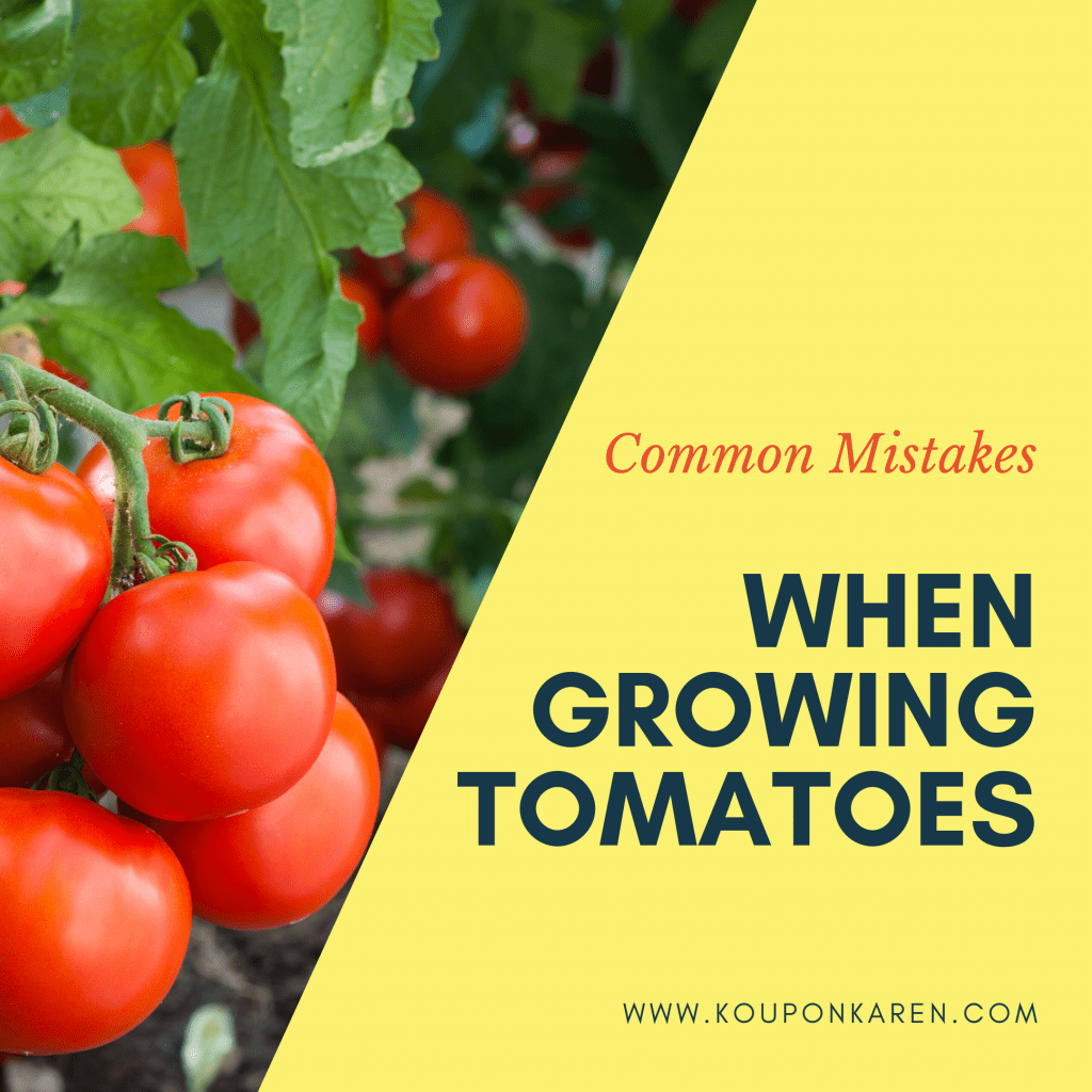 Common Mistakes when growing Tomatoes