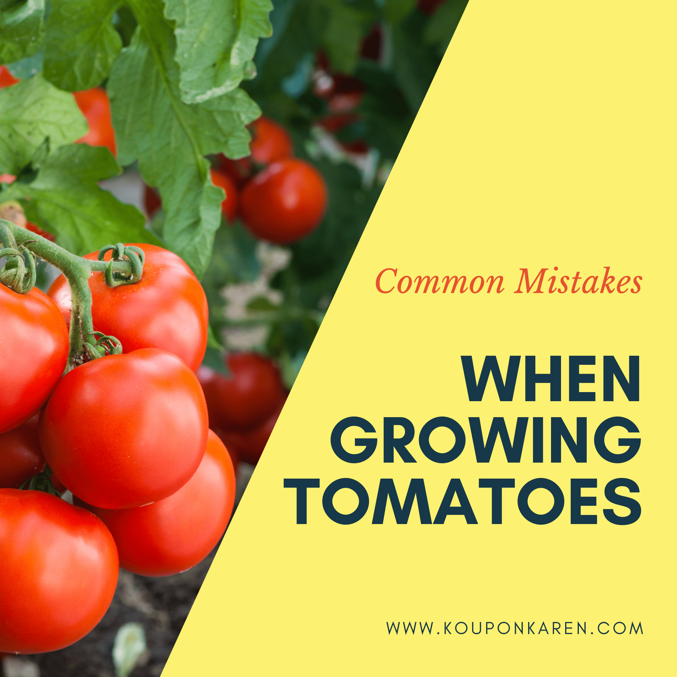 Common Mistakes When Growing Tomatoes