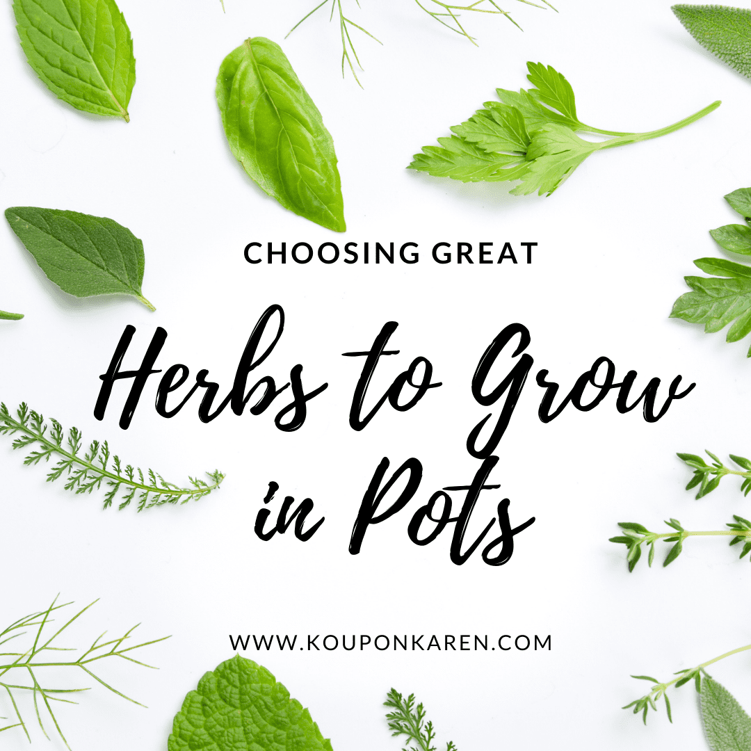 Choosing Great Herbs to Grow In Pots