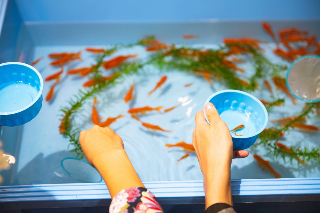 3 Basic Tips To Help You Set Up The Best Family Aquarium