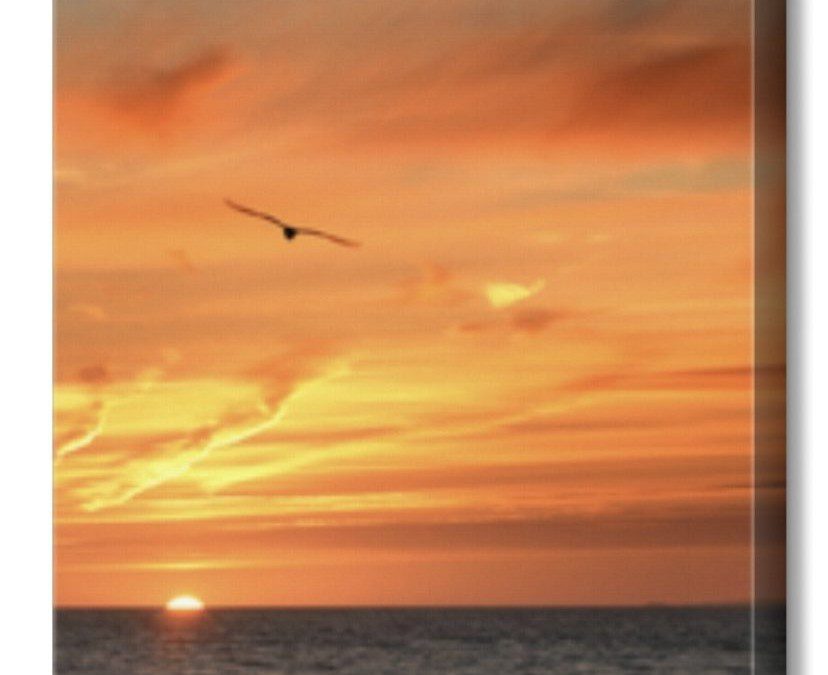 11 x 14 Canvas Print only $9.99 + Free In Store Pick Up at CVS!