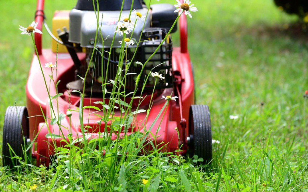 Essential Tips for Buying the Perfect Lawn Mower
